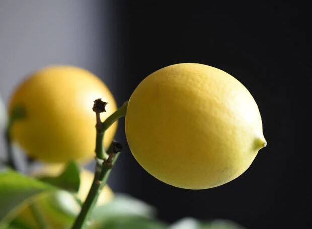 लिंबाचे सेवन करणं निरोगी राहण्यासाठी खूप चांगले मानले जाते. लिंबामध्ये व्हिटॅमिन सी असते.