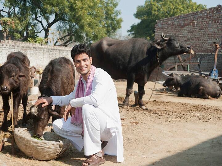 Animal Husbandry: क्यों गर्मी के मौसम में कम दूध देते हैं गाय-भैंस... तो फिर कैसे बढ़ेगी दूध की मात्रा? जानें पशु विशेषज्ञ की सलाह! Why animals give less milk in summer season or How to increase the milk in animals remedies to Increase milk in Cow Buffalo Animal Husbandry: क्यों गर्मी के मौसम में कम दूध देते हैं गाय-भैंस... तो फिर कैसे बढ़ेगी दूध की मात्रा? जानें पशु विशेषज्ञ की सलाह!