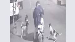 Jalandhar News:  ਆਵਾਰਾ ਕੁੱਤਿਆਂ ਦਾ ਕਹਿਰ! ਜਲੰਧਰ ਤੋਂ ਆਈ ਦਿਲ ਦਹਿਲਾਉਣ ਵਾਲੀ ਵੀਡੀਓ