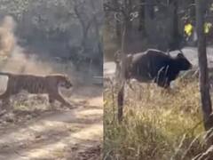 Watch Video: காட்டுல புலின்னு ஒன்னு இருந்தா.. அது காட்டெருமைய துரத்துனா..? வைரலாகும் வீடியோ!