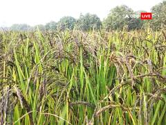 बिहार के प्रसिद्ध मर्चा चावल को GI Tag मिला, पश्चिमी चंपारण को मिली एक नई पहचान