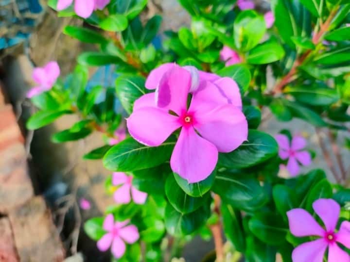 Health Tips Sadabahar Flowers Can Be