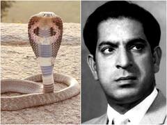 जब सांप ने फिल्म निर्देशक को काटा और खुद गंवा बैठा जान, क्या आपने कभी सुना ऐसा किस्सा?