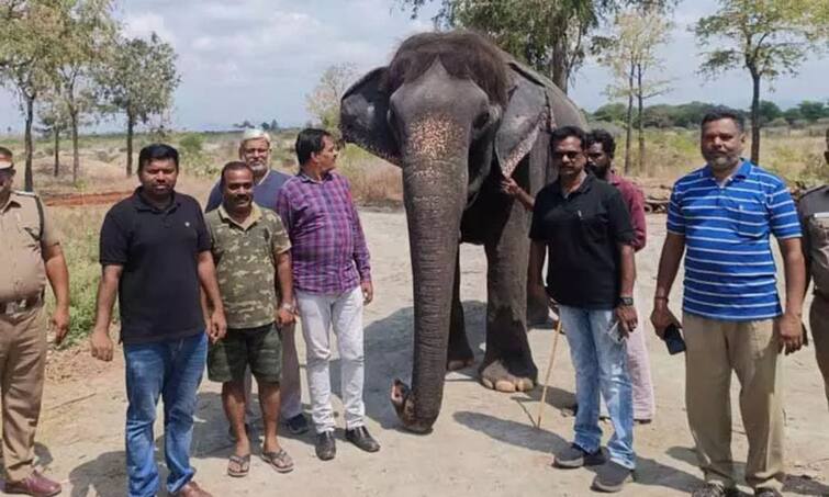 Rescued female elephant in paddy handed over to Trichy Rehabilitation Centre TNN நெல்லையில் மீட்கப்பட்ட பெண் யானை திருச்சி மறுவாழ்வு மையத்தில் ஒப்படைப்பு