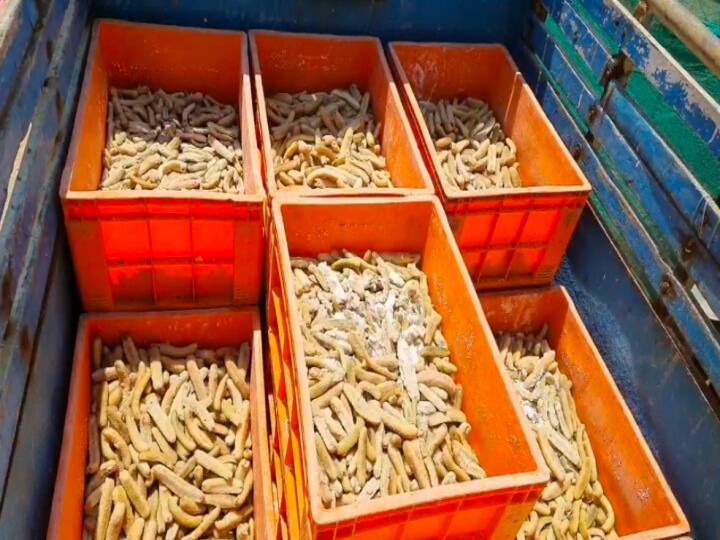 400 kg of sea Cucumber worth 30 lakh rupees Confiscated  near Velankanni TNN வேளாங்கண்ணி அருகே ரூ.30 லட்சம் மதிப்புள்ள 400 கிலோ கடல் அட்டைகள் பறிமுதல்