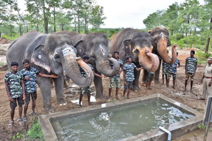 நெல்லையில் மீட்கப்பட்ட பெண் யானை திருச்சி மறுவாழ்வு மையத்தில் ஒப்படைப்பு