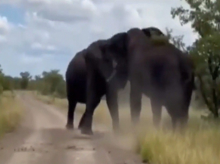 Video Of Two Elephants Ferociously Fighting Each Other Goes Viral WATCH Video Of Two Elephants Ferociously Fighting Each Other Goes Viral: WATCH