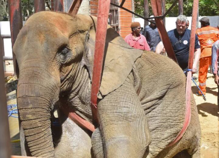 Foreign doctors came to see the sick elephant in Pakistan Pakistan Elephant: 'हम नूरजहां को खोने के करीब हैं', पाकिस्तान में बीमार हाथी को देखने आए विदेशी डॉक्टरों ने कहा