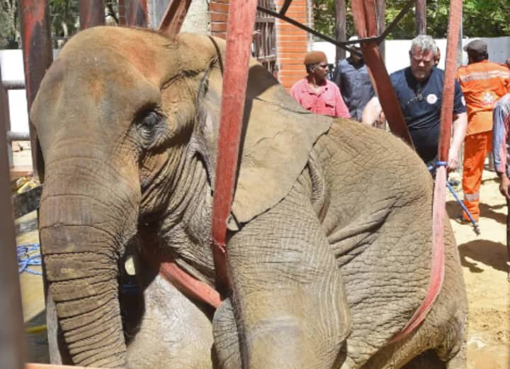 हम नूरजहां को खोने के करीब हैं’, पाकिस्तान में बीमार हाथी को देखने आए विदेशी डॉक्टरों ने कहा