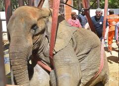 हम नूरजहां को खोने के करीब हैं', पाकिस्तान में बीमार हाथी को देखने आए विदेशी डॉक्टरों ने कहा