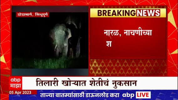 Sindhudurg Elephants : सिंधुदुर्ग जिल्ह्यातील दोडामार्ग मधील तिलारी खोऱ्यात हत्तींचा धुमाकूळ सुरूच