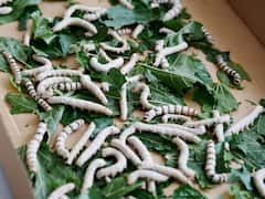 पशु-पक्षी पालन यूहीं फेमस है...असली मुनाफा तो ये कीड़े-मकौड़े दिलाते हैं, भारत के साथ-साथ विदेशों में भी मांग है!