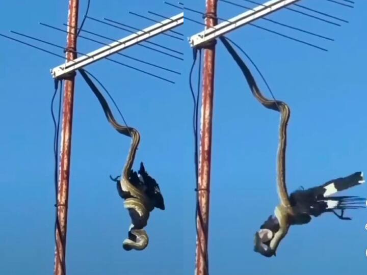snake hunting crow hanging in the air shocking viral video हवा में लटककर खौफनाक अंदाज में कौवे का शिकार कर रहा सांप, Video देख कांप जाएंगे 
