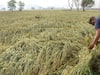 Crop Damage: ਮੀਂਹ, ਗੜੇਮਾਰੀ ਨਹੀਂ ਬਣੇਗੀ ਫਸਲਾਂ ਦਾ ਕਾਲ, ਇੱਥੇ 25 ਹਜ਼ਾਰ ਰੇਨ ਗੇਜ ਮਸ਼ੀਨਾਂ ਲਗਾਈਆਂ ਜਾਣਗੀਆਂ, ਜਾਣੋ ਇਸ ਨਾਲ ਕੀ ਹੁੰਦਾ ਹੈ?