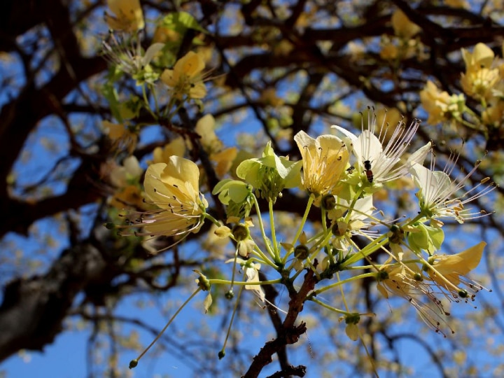 Barna Tree: राजस्थान का बरना ट्री, एक पेड़ जो बीमारियों में करता है टॉनिक का काम, गर्मियों में भी हराभरा रहता है, जानें