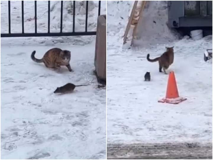 Video rat scared away attacking cat in viral video Video: शिकार के लिए पीछे पड़ी बिल्ली पर चूहे ने किया पलट के अटैक, डरकर भागी बिल्ली