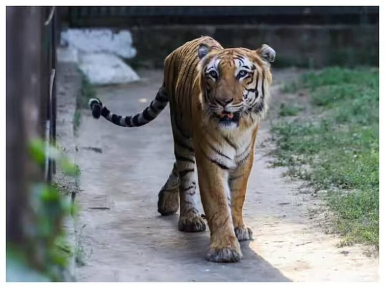 Royal Bengal Tiger Joe Dies Of Renal Failure At Nehru Zoological Park In Hyderabad Royal Bengal Tiger Dies Of Renal Failure At Nehru Zoological Park In Hyderabad