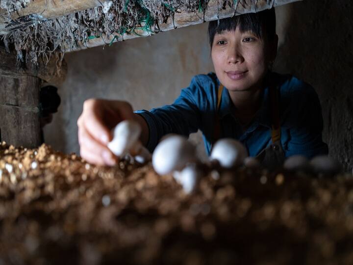 Bihar Govt Provide 50 percent Subsidy in Mushroom Farming Unit Cost 20 lakh Rupees See full details Apply here Subsidy Offer: इनकम बढ़ानी है तो ये मौका ना गवाएं...मशरूम की खेती के लिए 10 लाख रुपये अनुदान पाएं, ये है आवेदन की प्रक्रिया