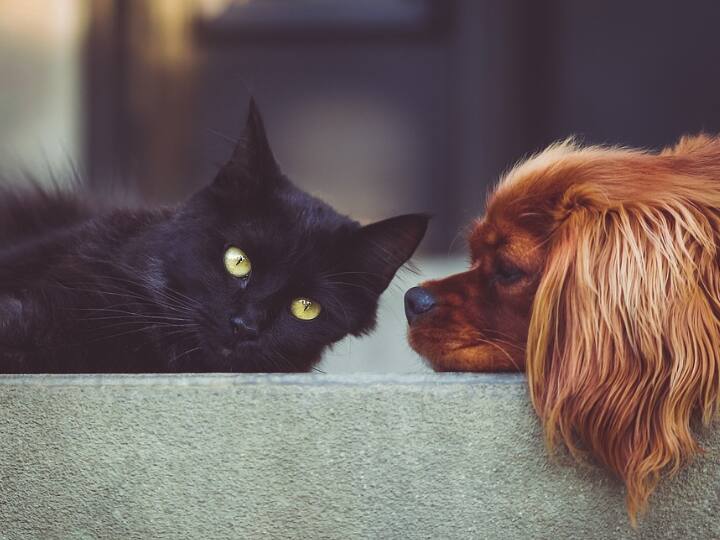 Millions of dogs and cats are killed and eaten every year in China हर साल करोड़ों कुत्ते और लाखों बिल्लियां मार कर खा जाते हैं यहां के लोग, आखिर ऐसा क्यों करते हैं?