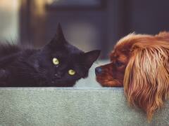 हर साल करोड़ों कुत्ते और लाखों बिल्लियां मार कर खा जाते हैं यहां के लोग, आखिर ऐसा क्यों करते हैं?