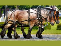 हॉर्स पावर क्या होती है? इसकी तुलना घोड़े की शक्ति से करना सही है... या कुछ और है इसका नियम