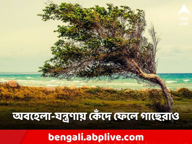 Plants cry when stressed Scientists record sound unheard by humans Plant Cry: কাজের চাপে গাছেরাও কাঁদে! বৃক্ষের আর্তনাদ রেকর্ড করলেন বিজ্ঞানীরা