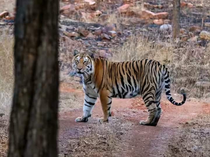 MP Can Regain its Tiger State Status Tiger Census 2022 700 in Madhya Pradesh Forest Areas ann MP Tigers News: MP को फिर मिल सकता है टाइगर स्टेट का दर्जा, जंगलों में 700 से ज्यादा बाघ होने की संभावना