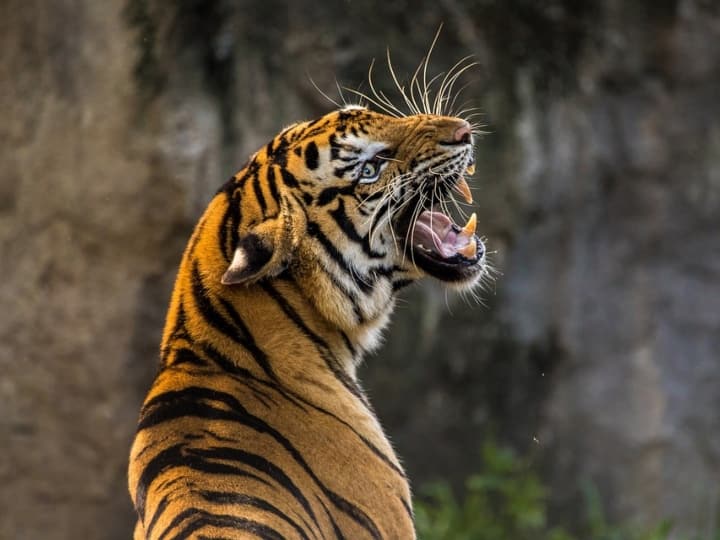 Ranthambore National Park Tiger Eats Leopard professional photographer Harsha Narasimhamurthy captured rare photograph Tiger Eats Leopard: बाघ ने खाया तेंदुआ, बेंगलुरु के शख्स ने दुर्लभ घटना को तस्‍वीरों में किया कैद