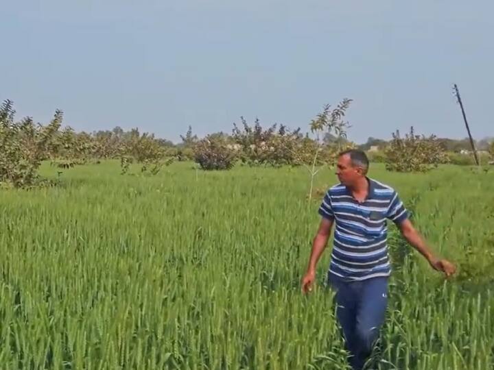 Haryana Progressive Farmer Charan Singh increased his profits with modern intercropping techniques of Agriculture इंटरक्रॉपिंग तकनीक ने बदल दी किसान की जिंदगी... ये खास तरीका अपनाया और बढ़ गया मुनाफा, अब कमा रहे लाखों!