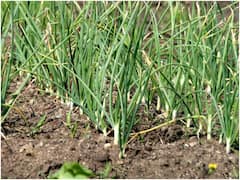 Garlic: వెల్లుల్లిని మీ వంటగది గార్డెన్లో సులువుగా ఇలా పెంచేయండి