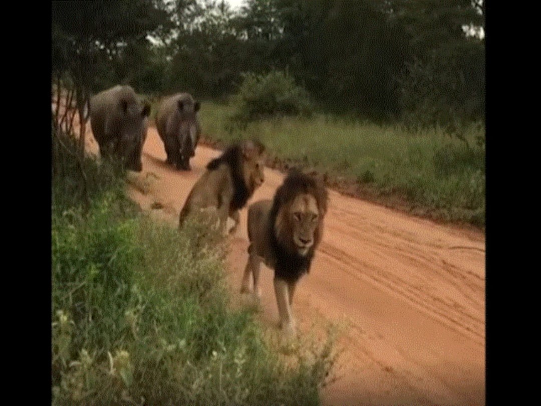 Rhinos Scare Away Two Lions, Internet Wonders Who Is The King Rhinos Scare Away Two Lions, Internet Wonders Who Is The King