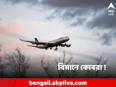 বিমানের সিটের নিচে কোবরা ! বাধ্য হয়ে জরুরি অবতরণ পাইলটের