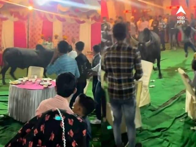 viral-video-angry-bull-enters-the-wedding-shocking-funny-Video Viral Video: ਜਦੋਂ ਗੁੱਸੇ 'ਚ ਆਇਆ ਸਾਂਡ ਵਿਆਹ 'ਚ ਹੋਇਆ ਦਾਖਲ, ਮੱਚੀ ਹਫੜਾ-ਦਫੜੀ, ਫਿਰ ਕੀ ਹੋਇਆ ਦੇਖੋ ਇਸ ਵੀਡੀਓ 'ਚ...