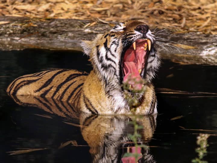 Bandhavgarh Tiger Reserve 150 Bones of Tigers Found from a well Animal Hunting Suspected ANN MP News: बांधवगढ़ टाइगर रिजर्व के कुएं से निकलीं बाघ की 150 से ज्यादा हड्डियां, जांच के लिए भेजी गईं लैब