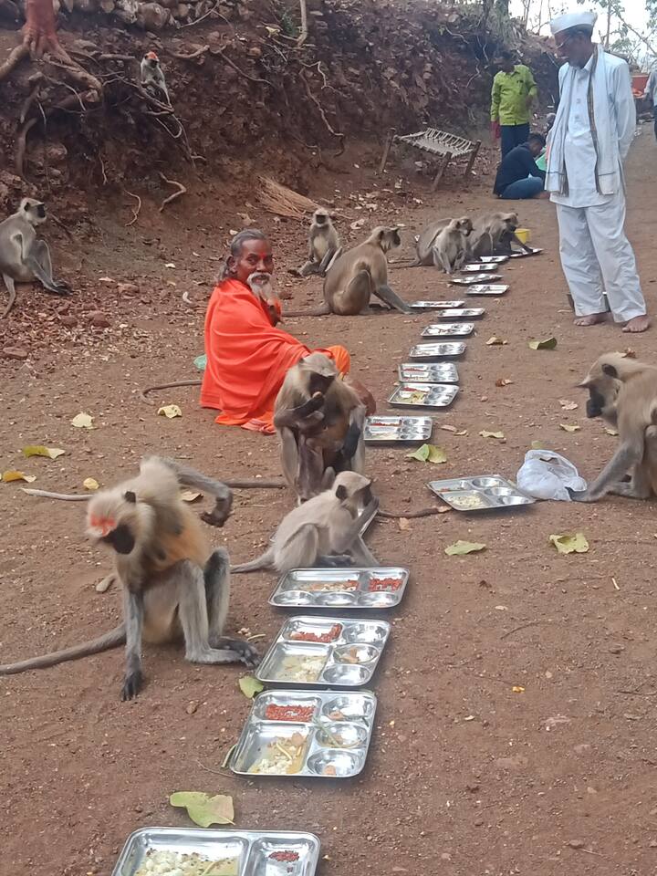 पण ही पंगत कोणत्याही गावकऱ्यांची नव्हती, ही पंगत होती माकडांची.