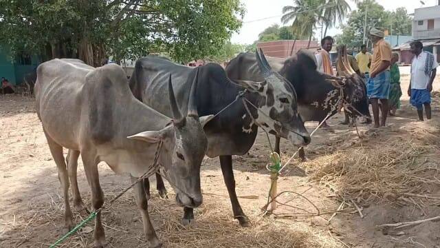 Dharmapuri: Low supply of cows in cattle market; Country cow breeders are worried due to lack of proper price TNN தருமபுரி: மாட்டு சந்தையில் மாடுகள் வரத்து குறைவு; உரிய விலை இல்லாததால் நாட்டு மாடு வளர்ப்போர் கவலை