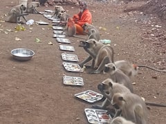 Hanuman Jayanti 2023: पंगत वाढली, ताटात मिष्टांनांची मेजवानी; हनुमान जयंतीनिमित्त वानरसेनेचा अनोखा पाहुणचार