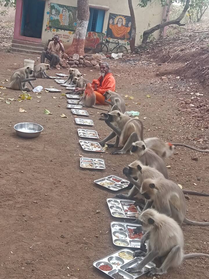 गावातील मुंगसाजी महाराज संस्थानच्या वतीनं माकडांना मिष्टान्नाची पंगत देण्यात आली आहे.