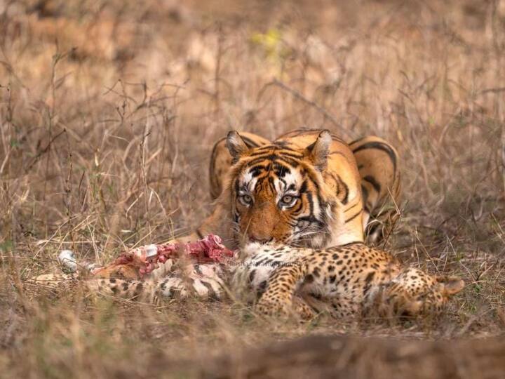 tiger eating leopard Ranthambore National Park Rajasthan rare viral video Video: जब टाइगर ने कर लिया तेंदुए का शिकार... वायरल हो रहा ये दुर्लभ वीडियो, कम देखने को मिलता है ऐसा नजारा