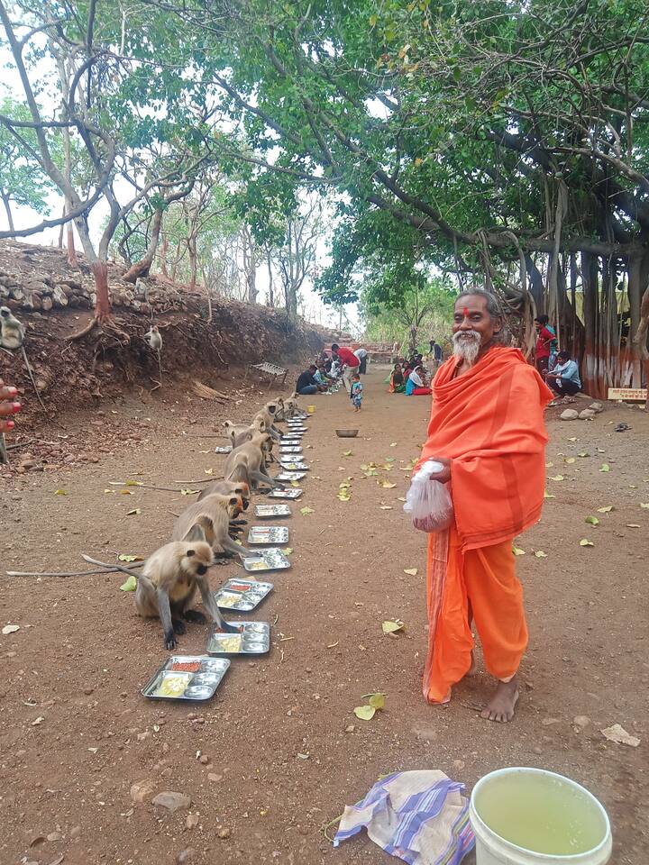 विशेष म्हणजे, माकडांनीही अगदी शिस्तीत हा पंगतीचा आस्वाद घेत मिष्टान्नांवर ताव मारलाय.