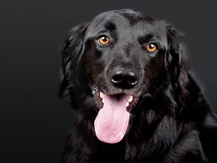 शास्त्रों के अनुसार जो लोग बेजुबान जानवरों खासकर कुत्ते को सताते हैं उन्हें बिना वजह मारते हैं. ऐसे लोगों को शनि देव के प्रकोप का सामना करना पड़ता है.