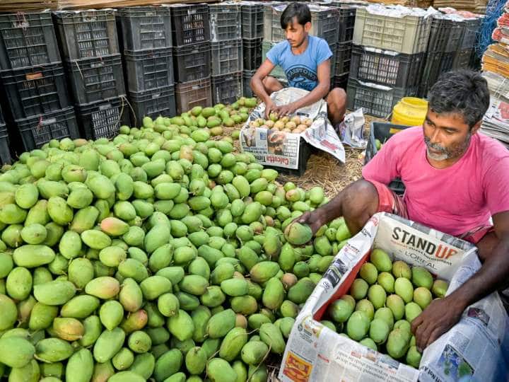 Malihabadi dussehri Mango farmers Disappointed rain spoils mango cultivation ann Malihabadi Mango: गर्मियों में फीकी पड़ सकती है आम की मिठास, बारिश ने धुले किसानों के अरमान