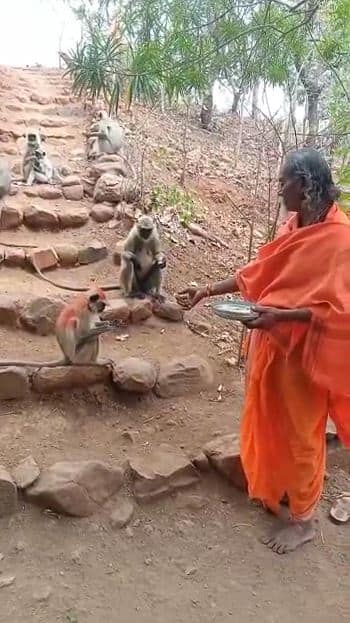Hanuman Jayanti 2023: पंगत वाढली, ताटात मिष्टांनांची मेजवानी; हनुमान जयंतीनिमित्त वानरसेनेचा अनोखा पाहुणचार