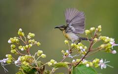 Weather Update: নববর্ষে তাপপ্রবাহের আশঙ্কা, চৈত্রের শেষে পুড়ছে বাংলা