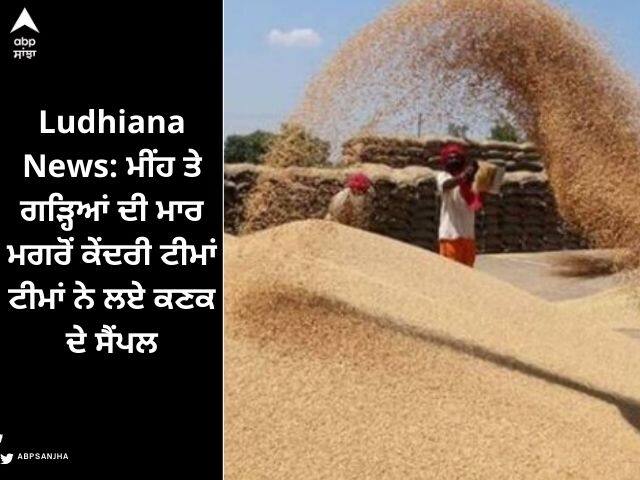 Ludhiana News: Central teams took samples of wheat after rain next decision after report Ludhiana News: ਮੀਂਹ ਤੇ ਗੜ੍ਹਿਆਂ ਦੀ ਮਾਰ ਮਗਰੋਂ ਕੇਂਦਰੀ ਟੀਮਾਂ ਟੀਮਾਂ ਨੇ ਲਏ ਕਣਕ ਦੇ ਸੈਂਪਲ, ਰਿਪੋਰਟ ਮਗਰੋਂ ਹੋਵੇਗਾ ਅਗਲਾ ਫੈਸਲਾ 