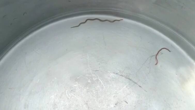 Earthworm Found In Pipeline Water At Sagar Of Dakshin 24 Parganas Dakshin 24 Parganas:পাইপলাইনের জলে কেঁচো, ভোগান্তি সাগরের মুড়িগঙ্গা এক নম্বর গ্রাম পঞ্চায়েতের ২ গ্রামে