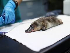 Australian Man Arrested And Charged For 'Kidnapping' Wild Platypus