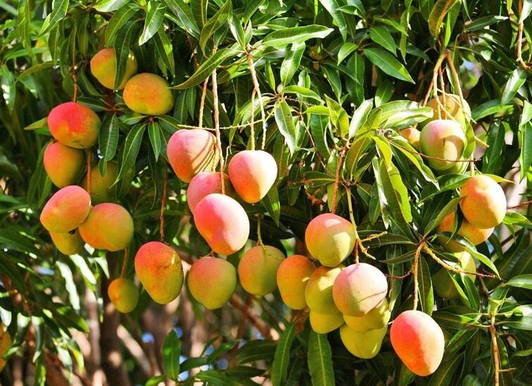 Crop Management in Mango Orchards After Rain Crop Management: આંબાના બગીચાના માલિકો સાવધાન! થઈ શકે છે ગંભીર નુકશાન