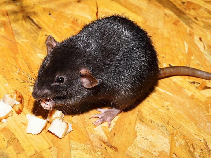 Why do rats keep gnawing on everything How strong are rats teeth अपने रास्ते में आने वाली हर