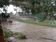 आभाळ फाटलं, काळीज तुटलं; अवकाळी पावसामुळे शेतकऱ्यांच्या स्वप्नांचं पाणी